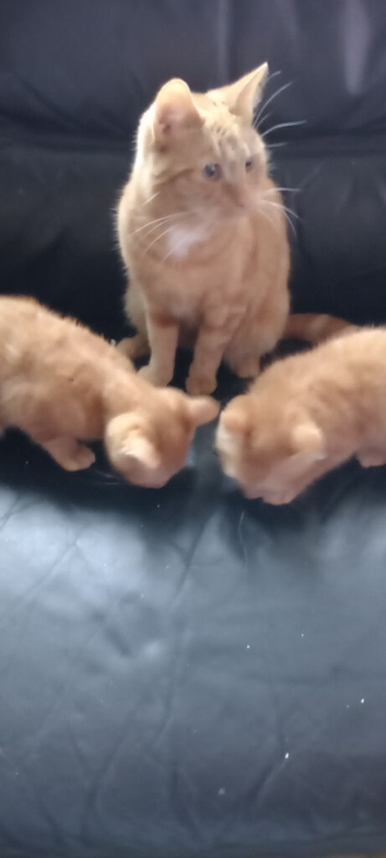 Kittens