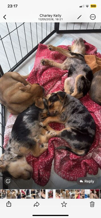 Jack Russell x Yorkshire terrier puppies for sale