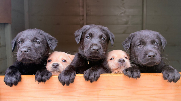 Gorgeous LABRADOR Puppies