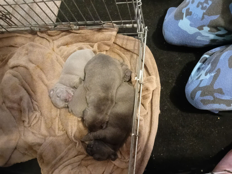 Puppies for sale
