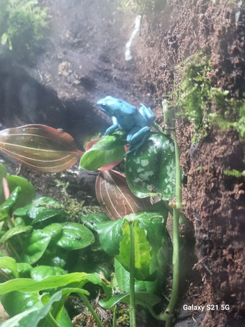 Auratus microspot dart frogs