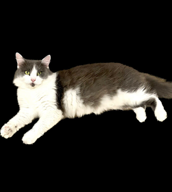 A stunning and very friendly Ragamuffin cat
