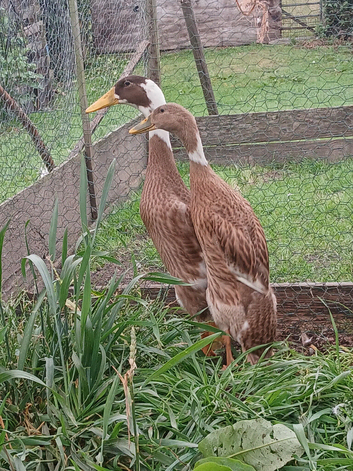 Runner Ducklings