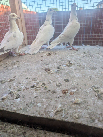 Raceing pigeons