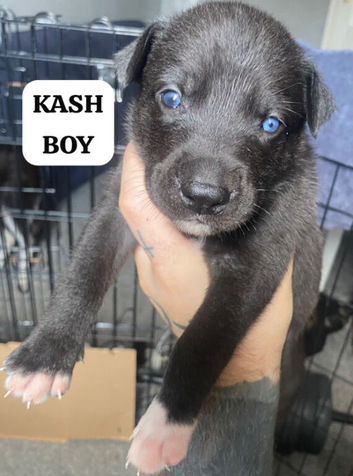PRESKY PUPPIES FOR SALE (SIBERIAN HUSKY x PRESA CANARIO)