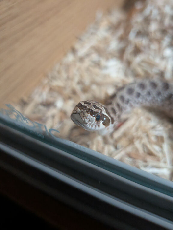 Female western Hognose - wild type - 1year old