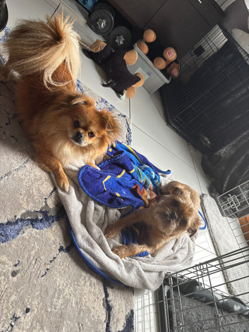 6 rare mixed small breed adorable puppies