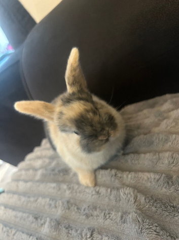 1 boy bunnie left
