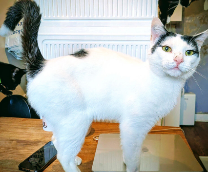 Oreo is looking for a loving, one-cat home