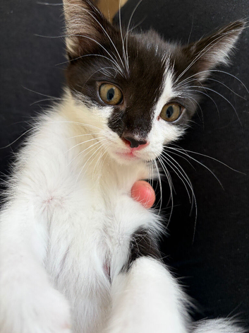 Kittens