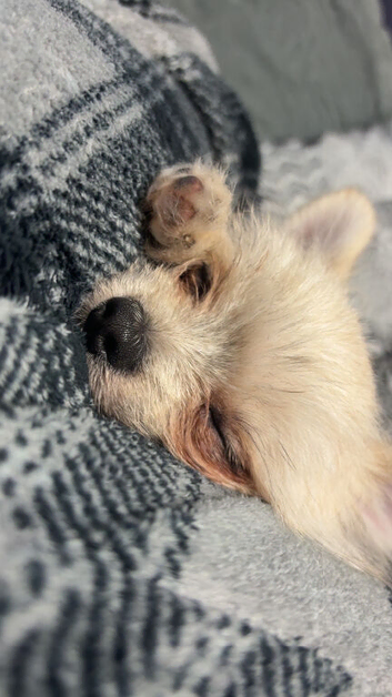 2 gorgeous teacup chihuahuas looking for their forever home
