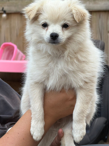 Pomchi Girl