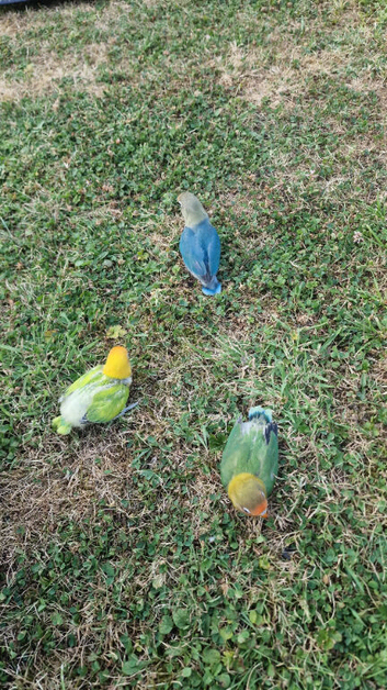 Lovebird
