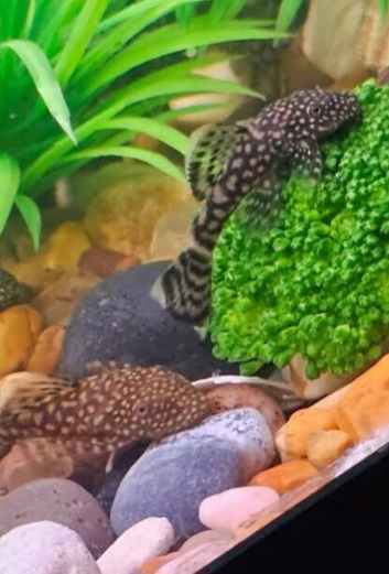 Bristlenose plecos