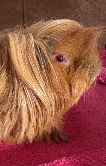 Peruvian red lilac point boar 6 mths(reserved)
