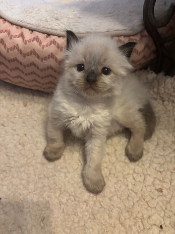 Stunning ragdoll ready soon