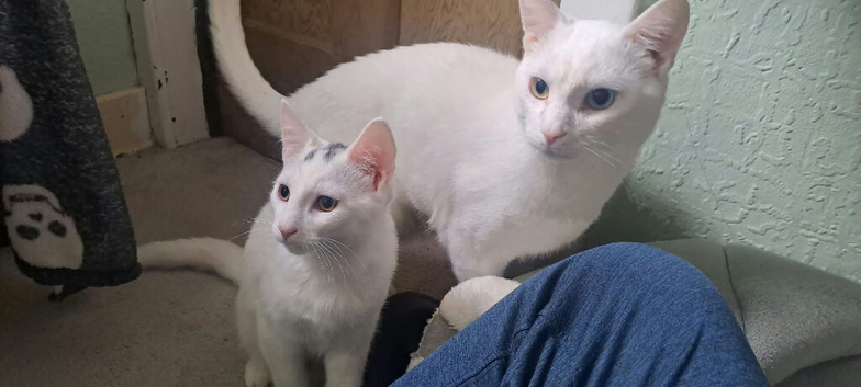 1 kitten left! Ready for new home now