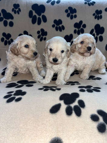 BEAUTIFUL F1 CAVAPOO PUPPIES EXTENSIVELY HEALTH TESTED PARENTS