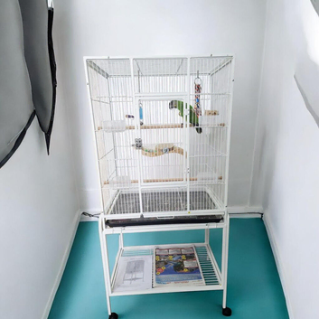 Baby Senegal with new cage