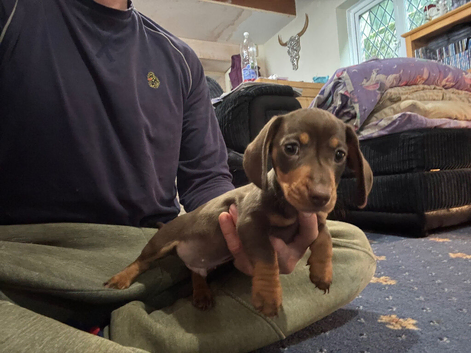 Miniature dachshund