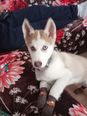 Canine (siberian) Husky