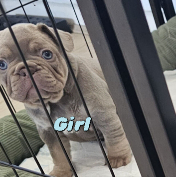 French bulldog s black tan and blue lilac