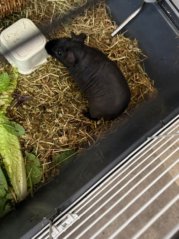 Beautiful male skinny pig