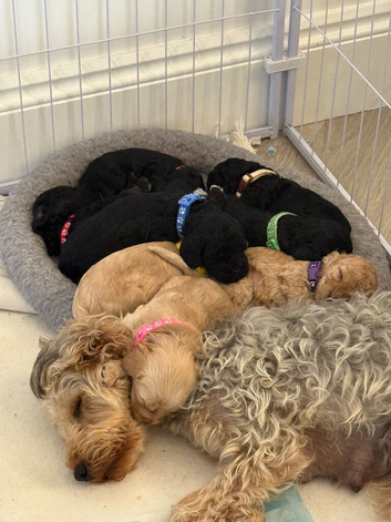 8 gorgeous cockapoo puppies. 6 boys 2 girls