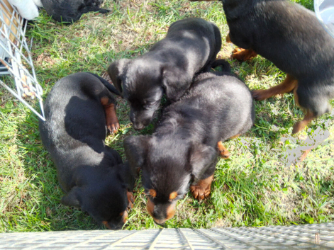Dachund x toy poodle