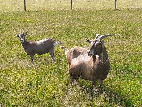 Toggenburg Goat Young Doe (Pedigree Billy Covered) & Doelings