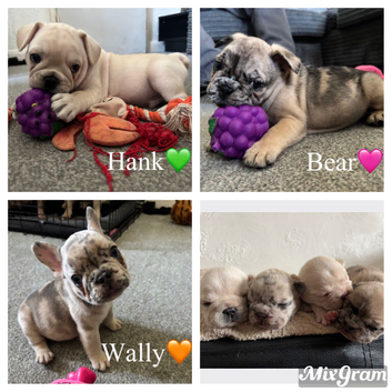 Reduced! Last2 left frenchie pups️