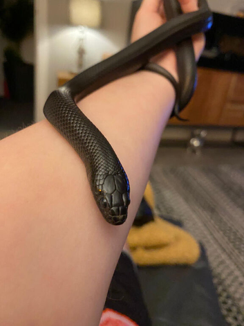 Male Mexican Black King Snake