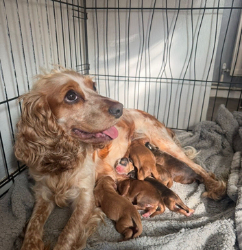 Cockapoos