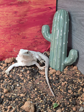 Hypo Zero female Bearded Dragon