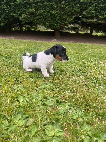 Miniature Jack Russel Pup
