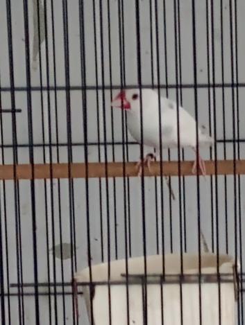 Javas