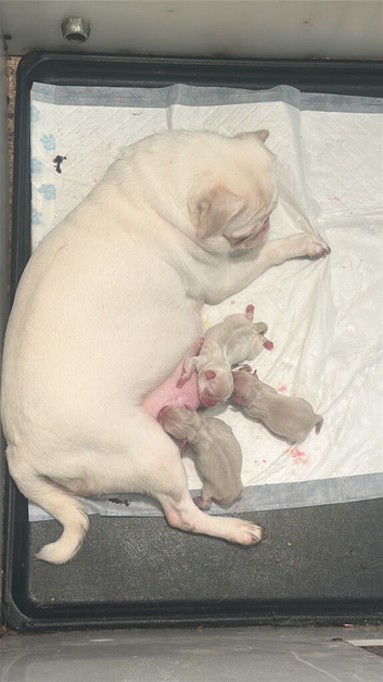 4 Prestige KC registered Pink Pug Puppies