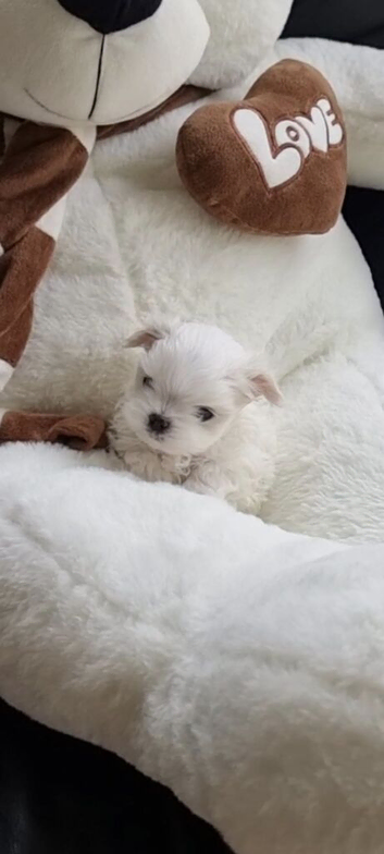 Teacup korean maltese pups