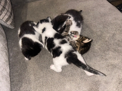 4 kittens ready to leave in 2 weeks