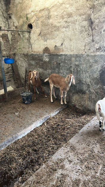 Boer cross nanny&rsquo;s