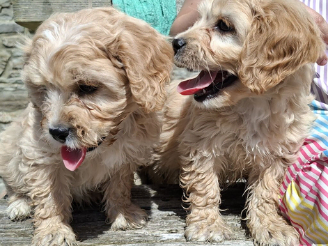 Cavachon puppies for sale 2 Boys Left