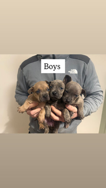 Staffy x Frenchie puppies 2 boys