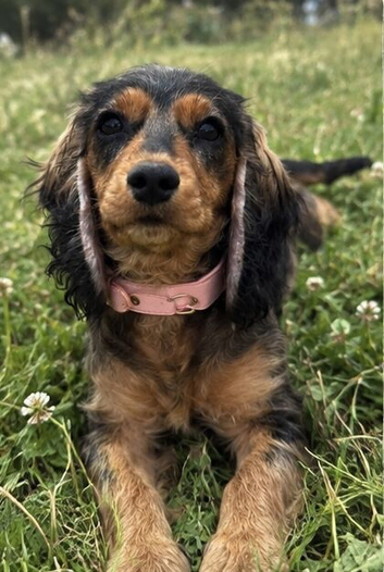 Stunning Coker spaniel girl