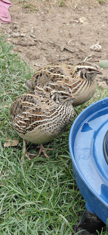 Mixed coloured Coturnix jumbo quail