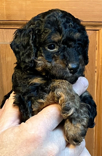 MINIATURE POODLE PUPPIES RED & TAN + BRINDLE