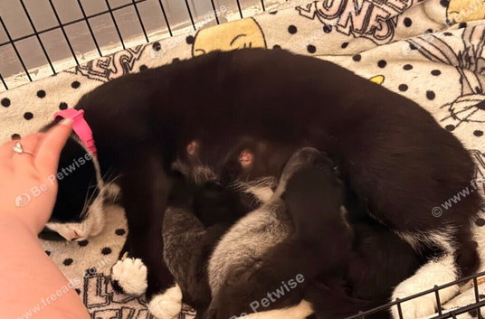 Kittens