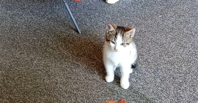 Make kitten