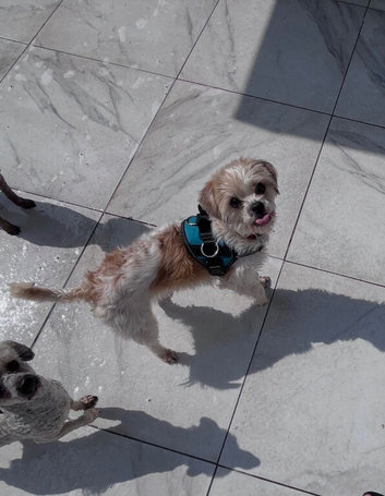 Cavapoo adult female