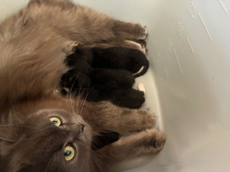 Cute kittens
