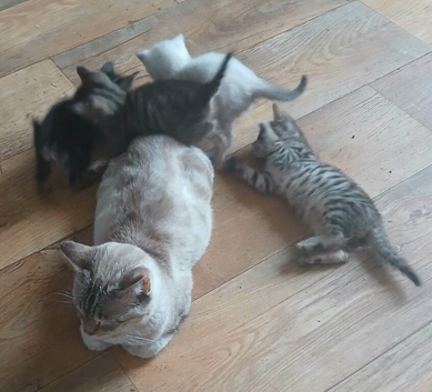 5 lovely Bengal  kittens  4 boys